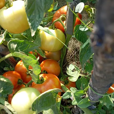 Kuca Za Odmor Mirakul Tugare