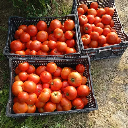 Kuca Za Odmor Mirakul *